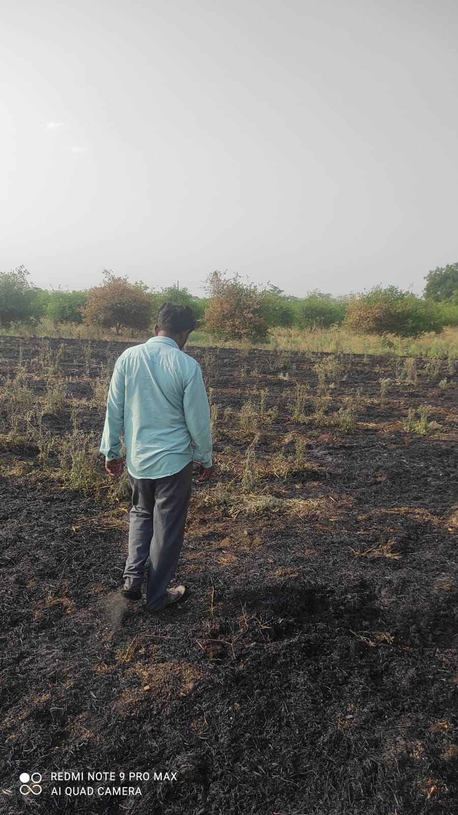 मळसुरमध्ये मुख्य वीजवाहिनीचा फॉल्ट; महिला शेतकऱ्यांचे लाखोंचे नुकसान