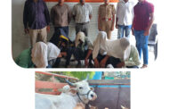 गोवंश चोरी प्रकरणात पातुरचे आरोपी ! बाळापुर पोलिसांची कारवाई