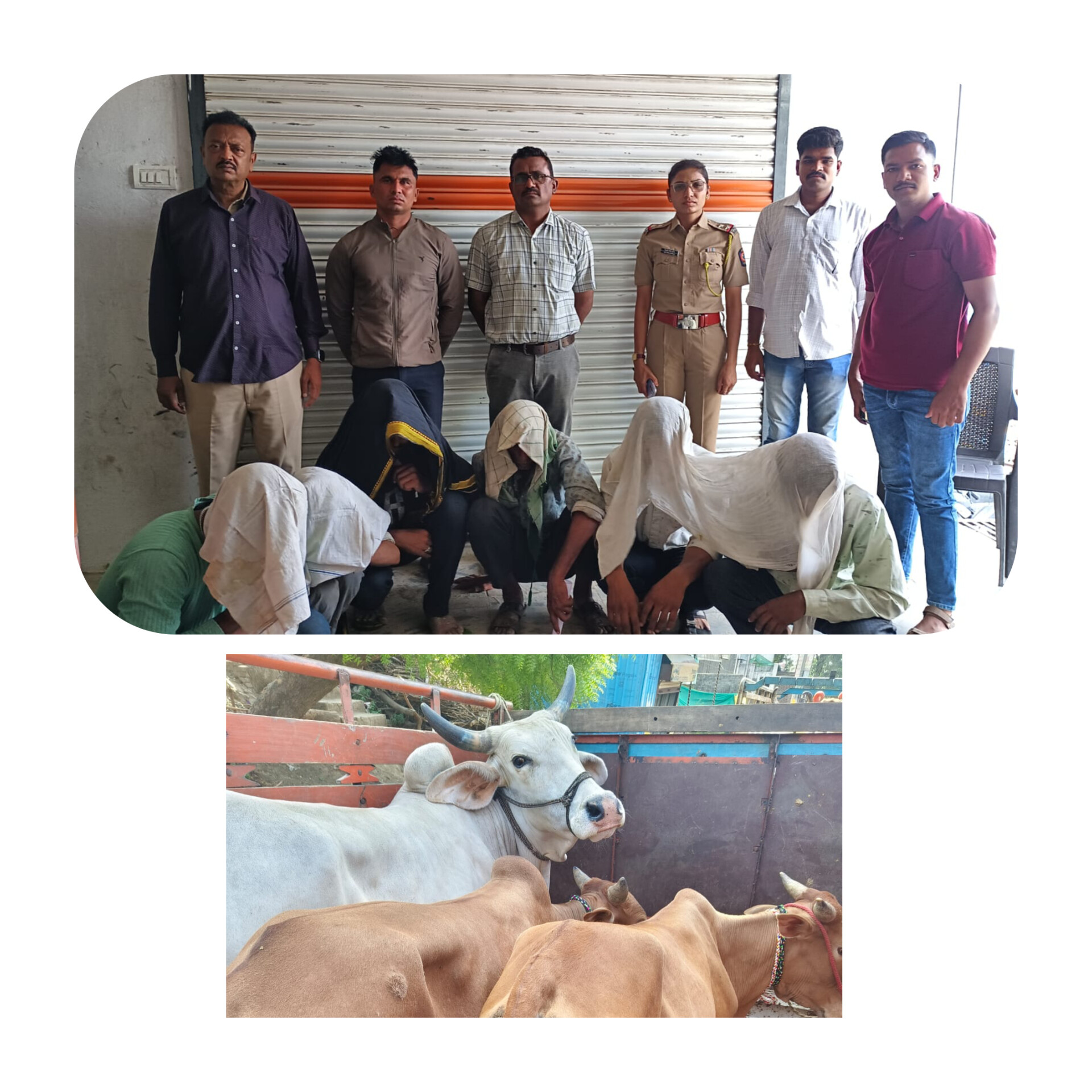 गोवंश चोरी प्रकरणात पातुरचे आरोपी ! बाळापुर पोलिसांची कारवाई