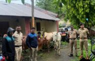 पातूर पोलिसांची मोठी कारवाई अवैध गोवंश वाहतूक प्रकरणी गुन्हा दाखल,३ जनावरे व बोलेरो वाहन जप्त