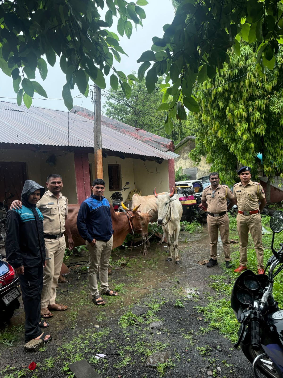 पातूर पोलिसांची मोठी कारवाई अवैध गोवंश वाहतूक प्रकरणी गुन्हा दाखल,३ जनावरे व बोलेरो वाहन जप्त